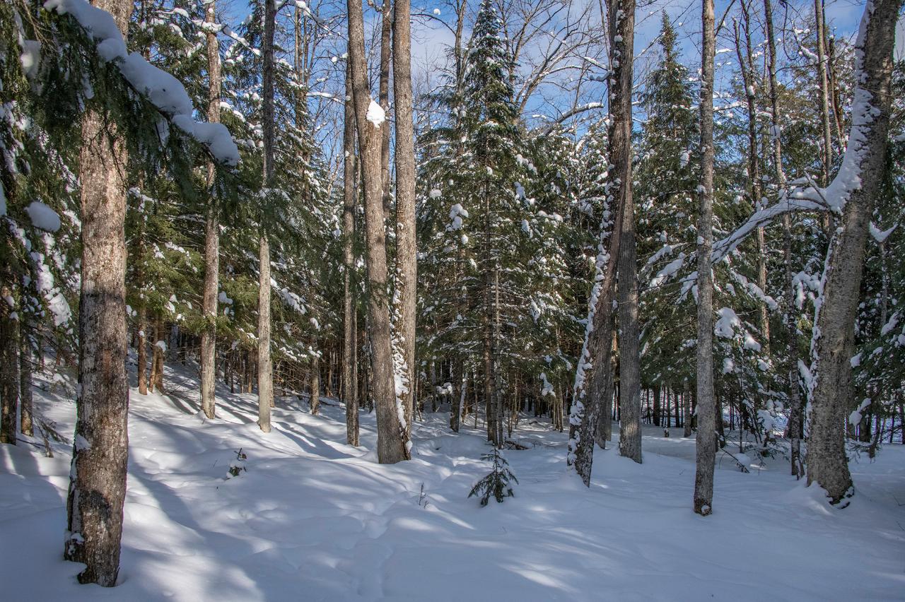 Lot 5 Rock Lake Road Presque Isle, WI 54557 - Photo 14 of 24 Gallery Image 14