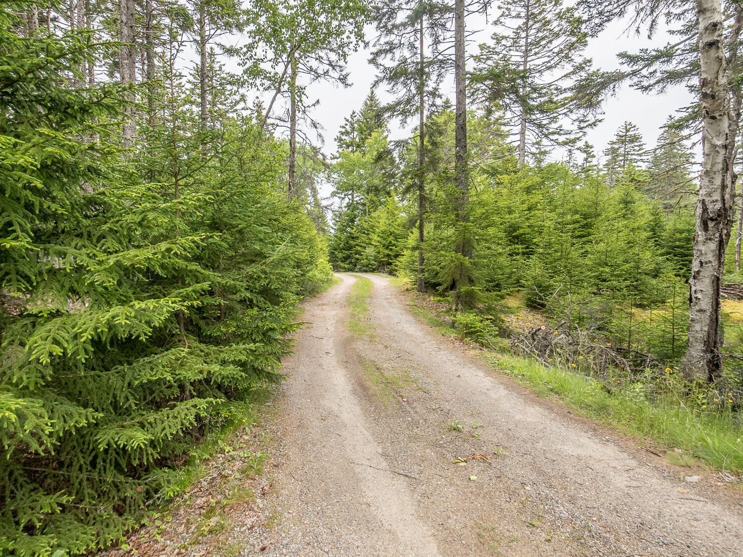 43 Steamboat Road Swans Island, ME 04685 - Photo 39 of 43 Driveway