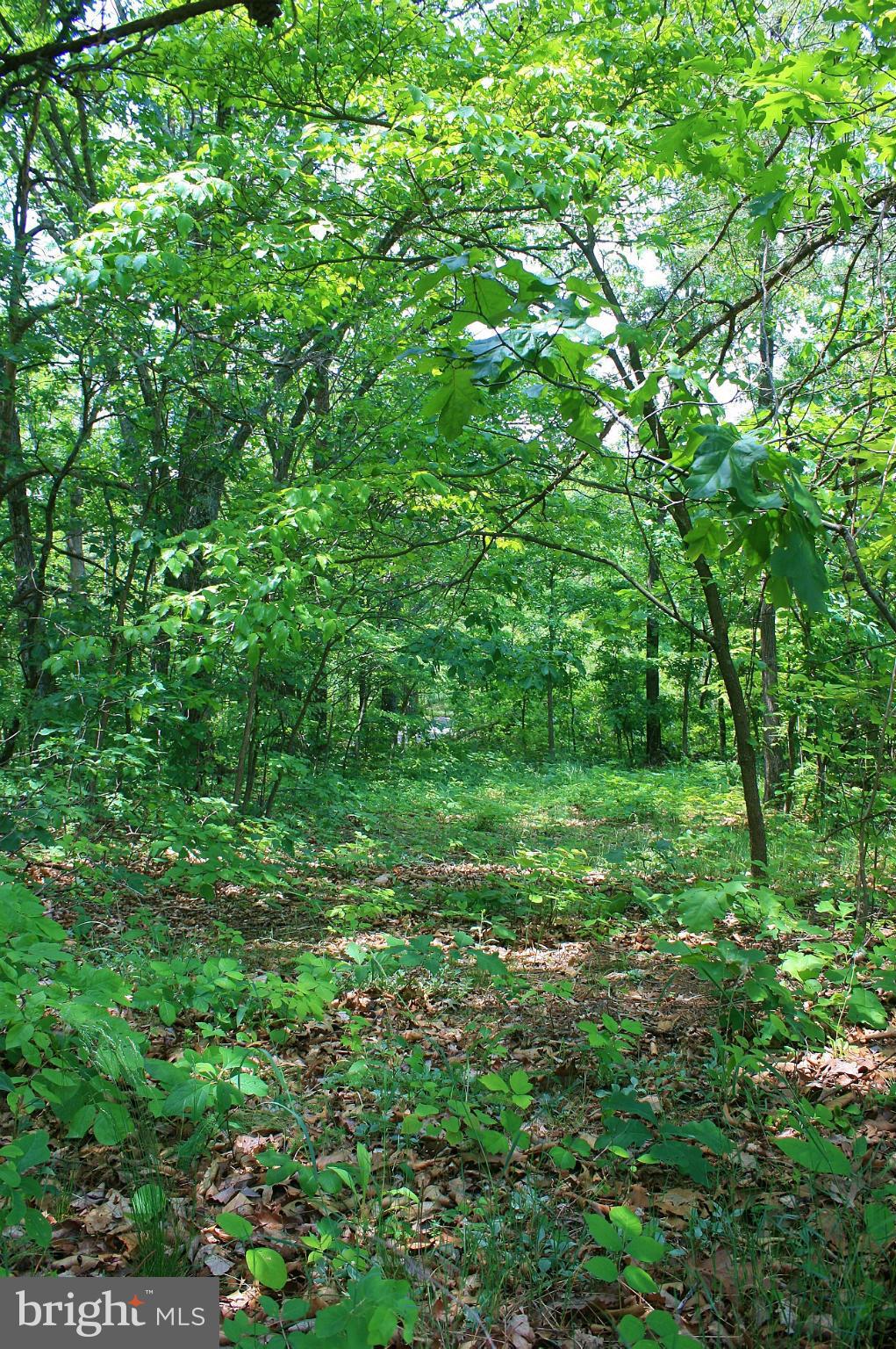 Johnson Mill Berkeley Springs, WV 25411 - Photo 12 of 14 TREES LINE MYERS ROAD BOUNDARY