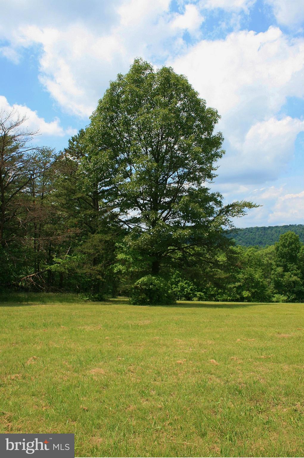 Johnson Mill Berkeley Springs, WV 25411 - Photo 6 of 14 BEAUTIFUL TREES LINE TWO SIDES OF LAND