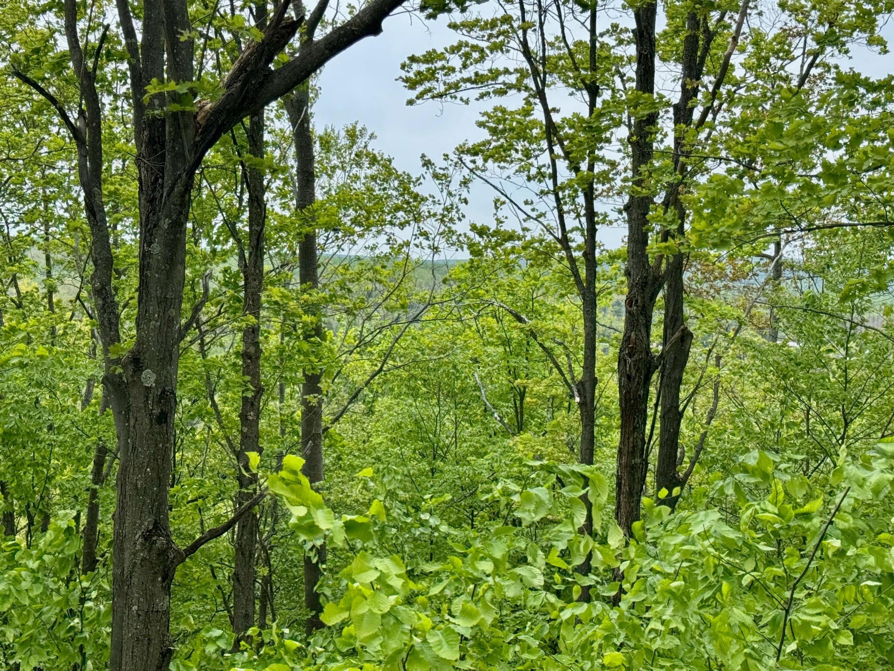 568 East Alexander Road Vanderbilt, MI 49795 - Photo 1 of 53 Gallery Image 1
