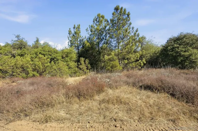 a view of a yard with a tree