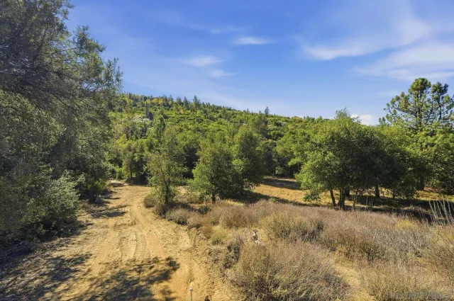 a view of a tree in a yard
