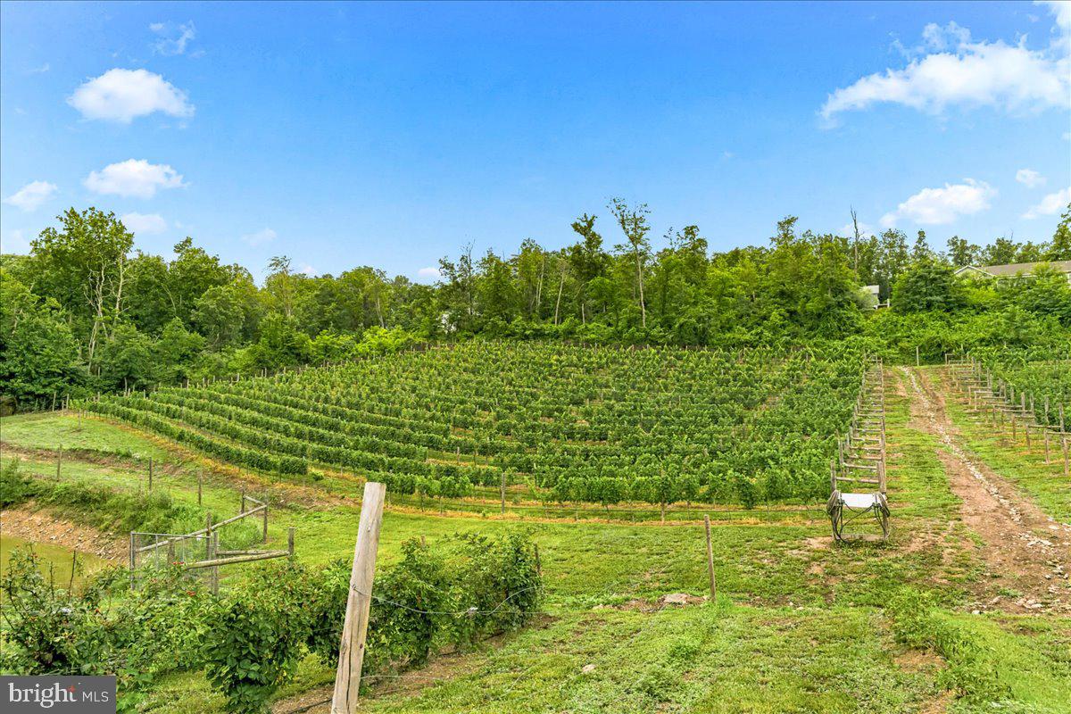1309 Redland Road Cross Junction, VA 22625 - Photo 59 of 84