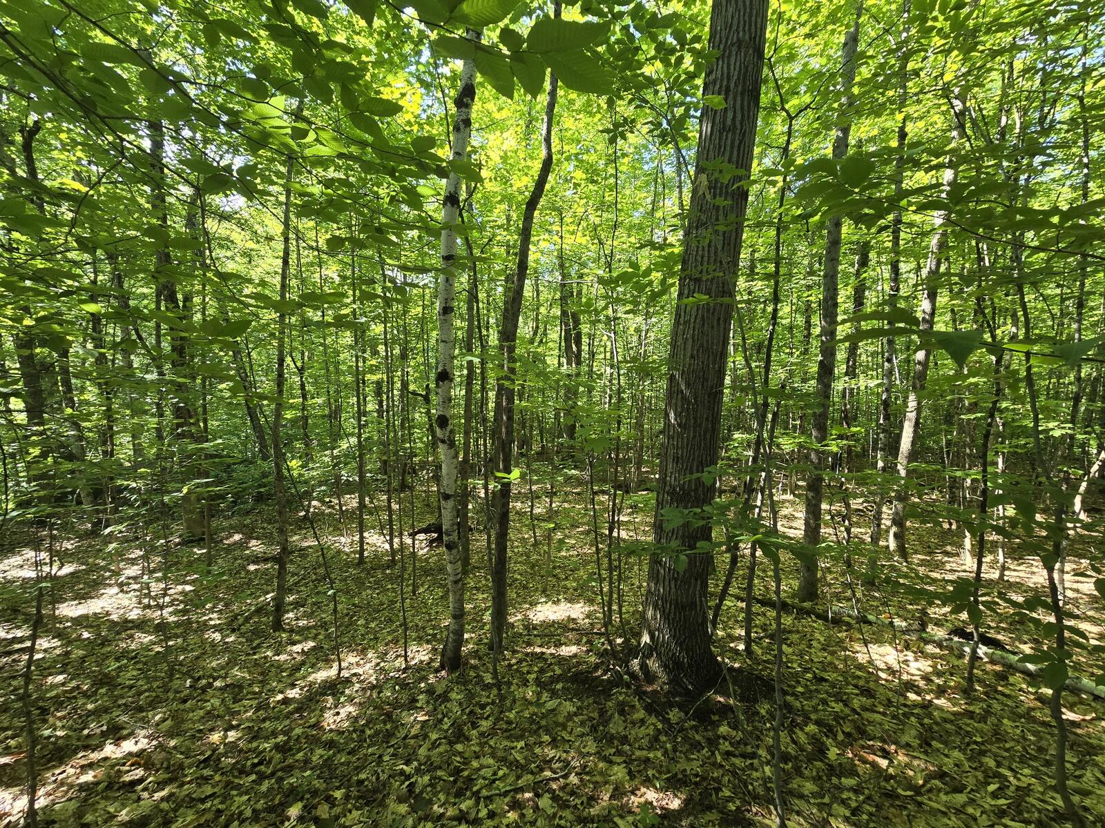 Lot 67 Temple Road Temple, ME 04984 - Photo 22 of 23 20260624_094057