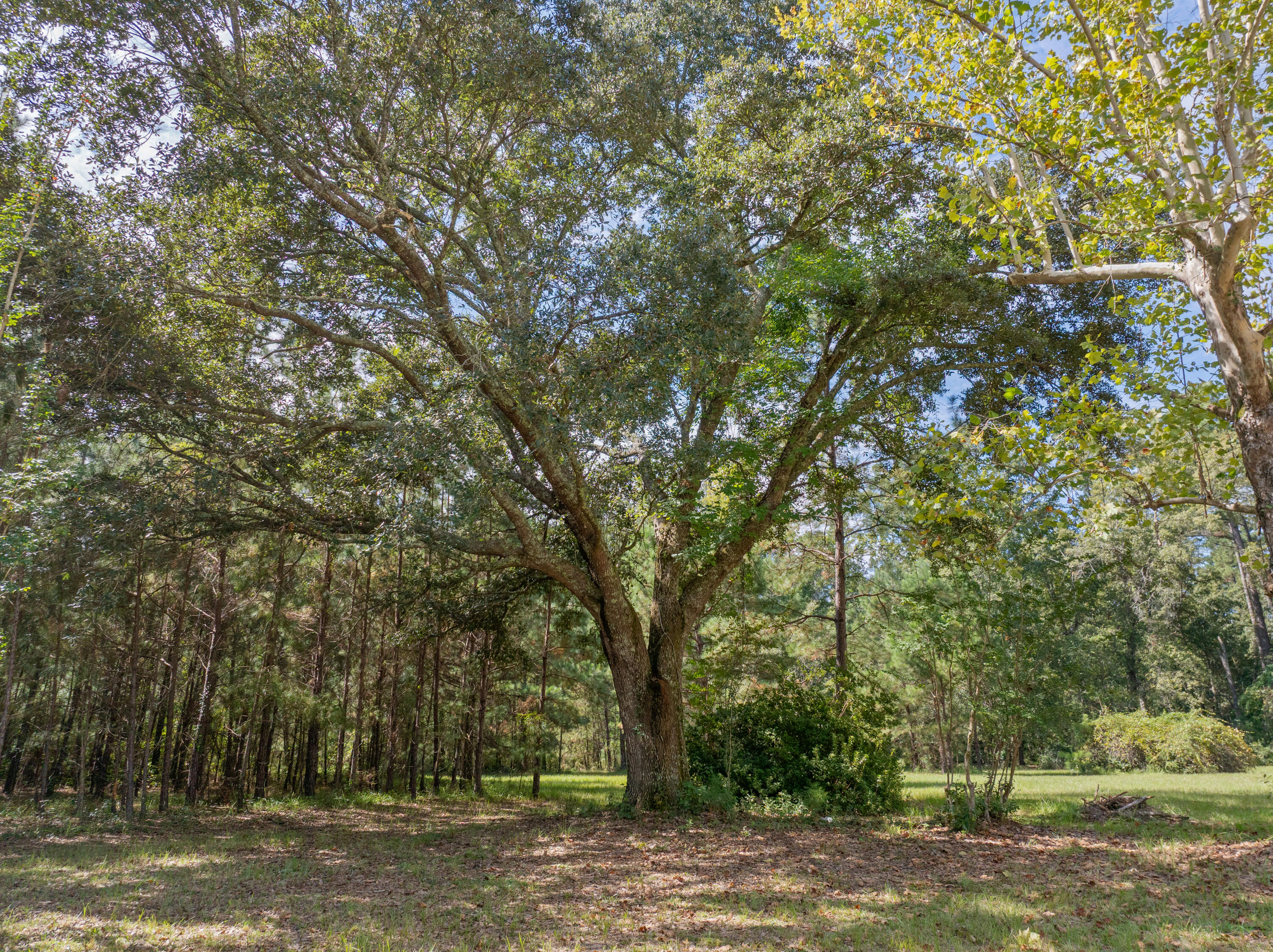 3609 Sniders Highway Walterboro, SC 29488 - Photo 8 of 35 3609SnidersHwy
