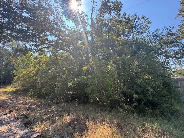 a view of a forest with trees in the background