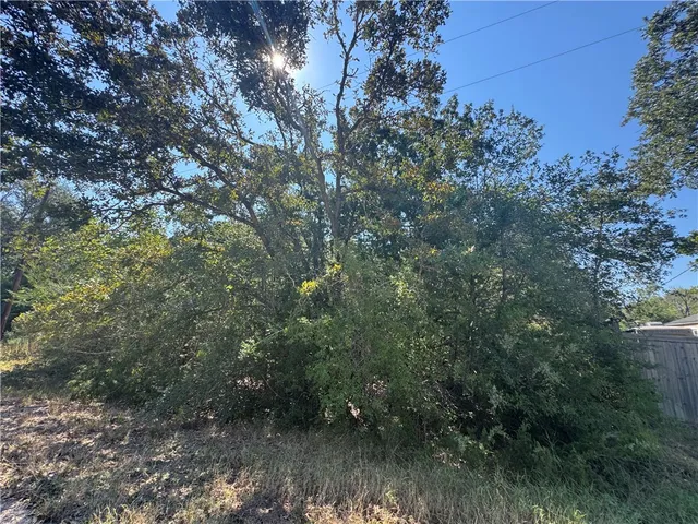 a view of a forest with trees in the background
