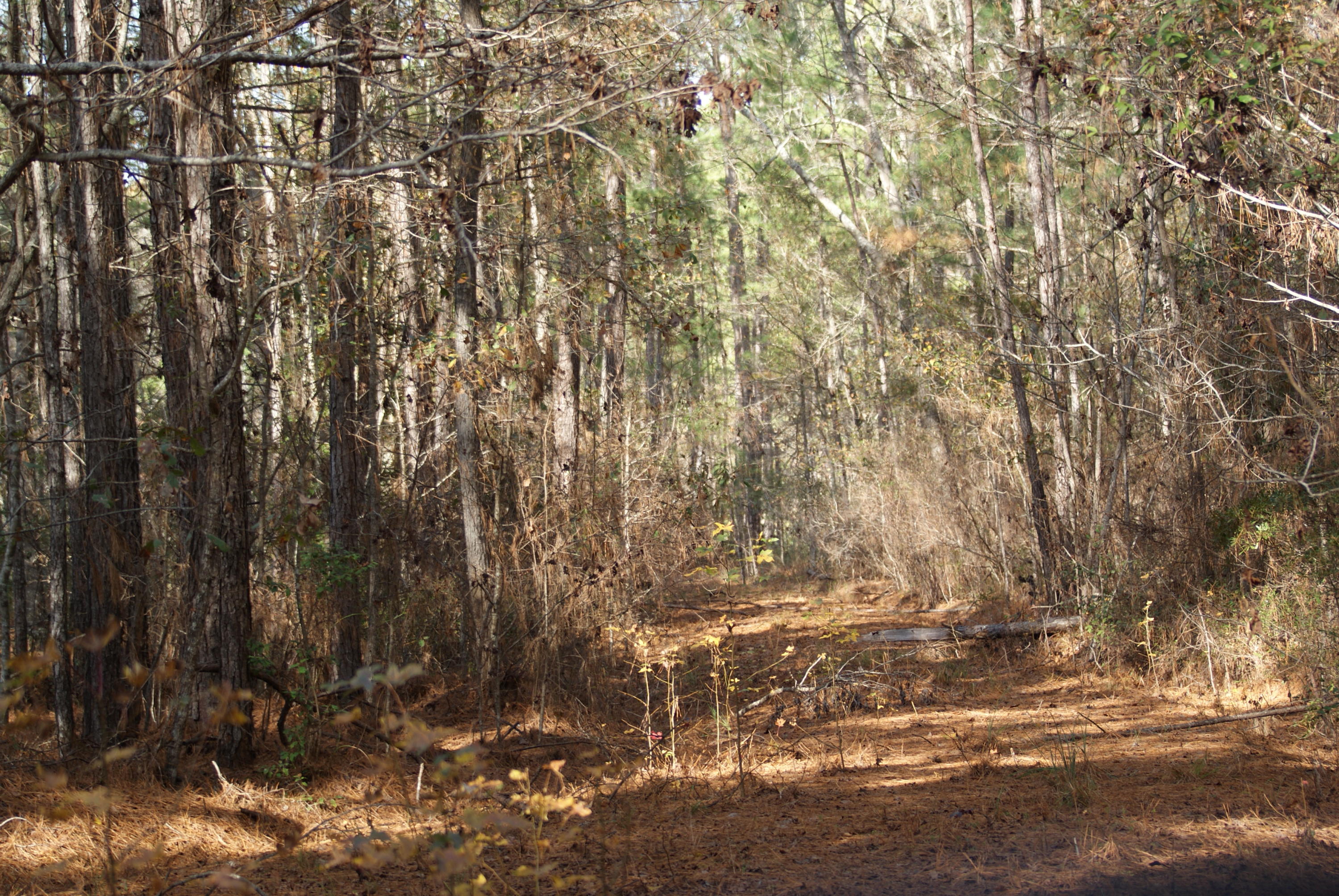 1427 Clatty Farm Road Ruffin, SC 29475 - Photo 21 of 32 Interior Road System