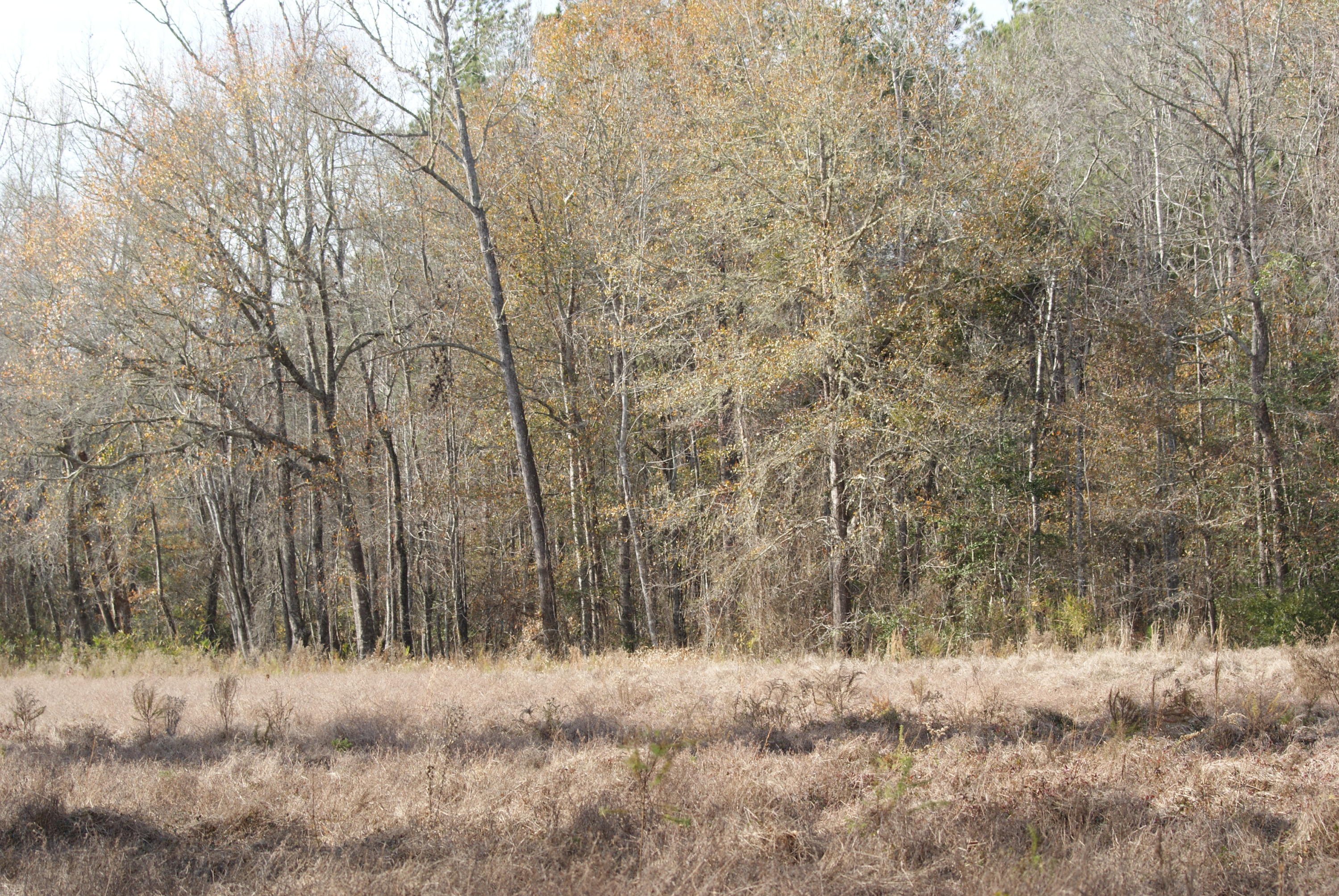 1427 Clatty Farm Road Ruffin, SC 29475 - Photo 25 of 32 DSC04516