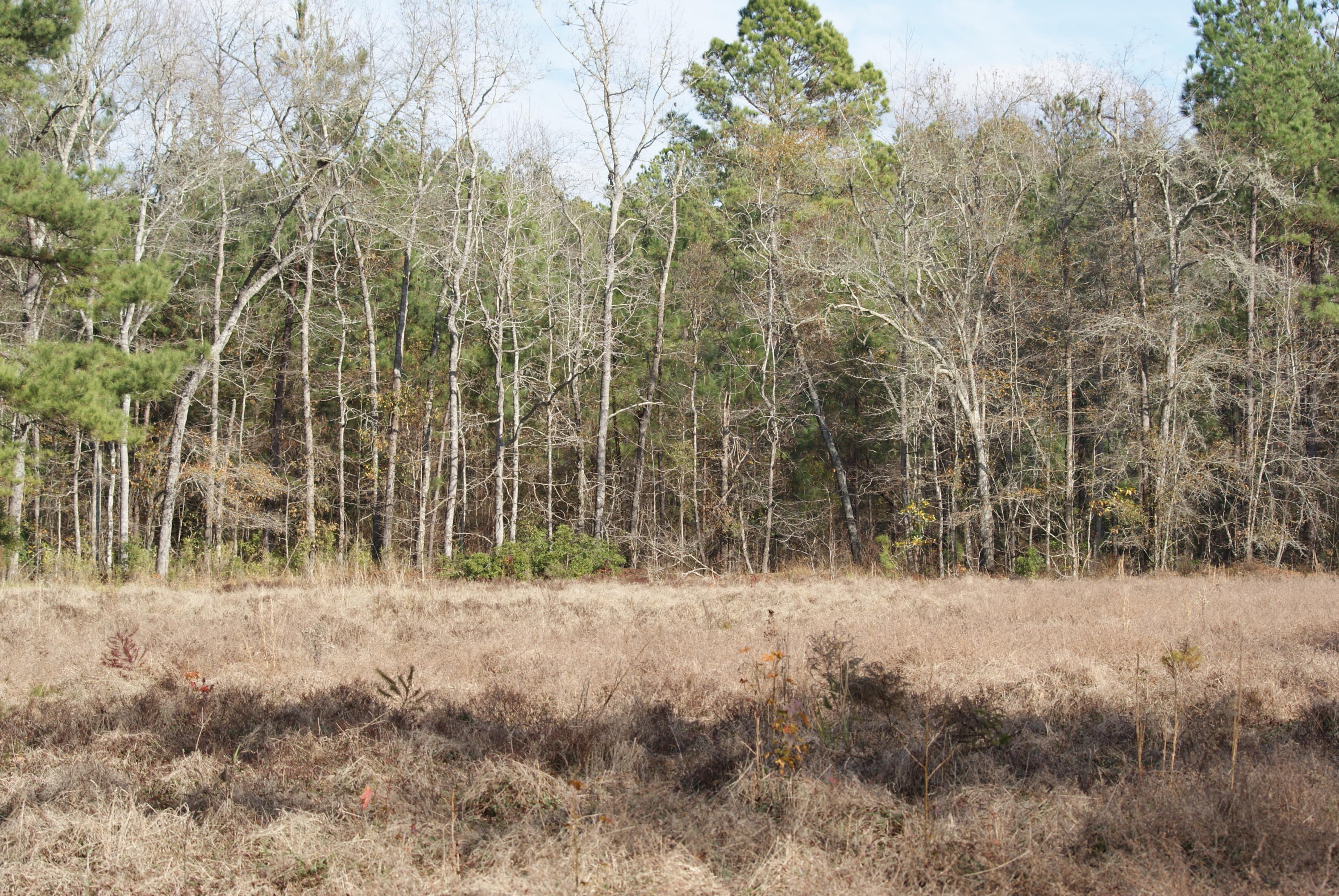 1427 Clatty Farm Road Ruffin, SC 29475 - Photo 26 of 32 DSC04517
