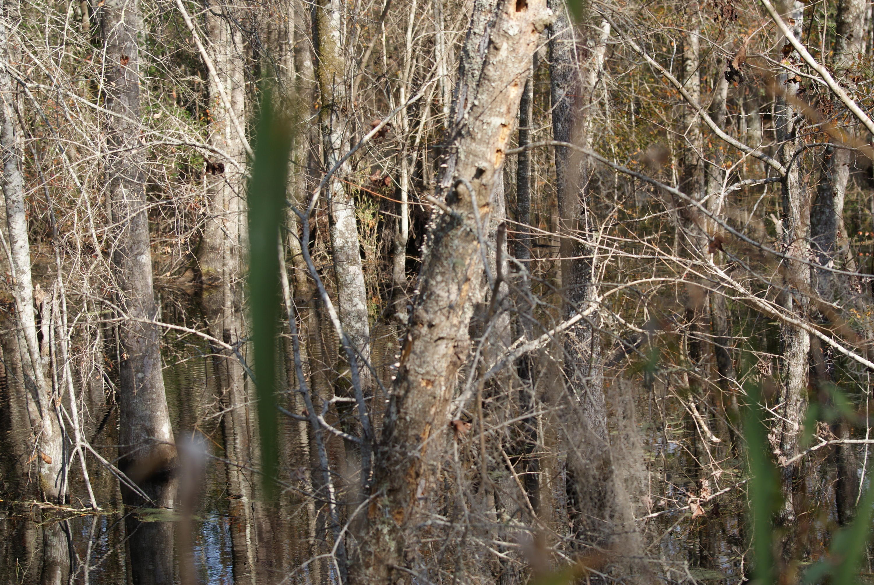 1427 Clatty Farm Road Ruffin, SC 29475 - Photo 27 of 32 Creek Bed at the Far Rear of Property
