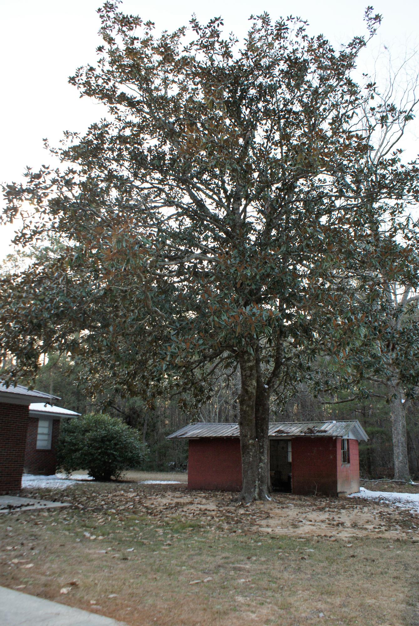 1427 Clatty Farm Road Ruffin, SC 29475 - Photo 5 of 32 Yard