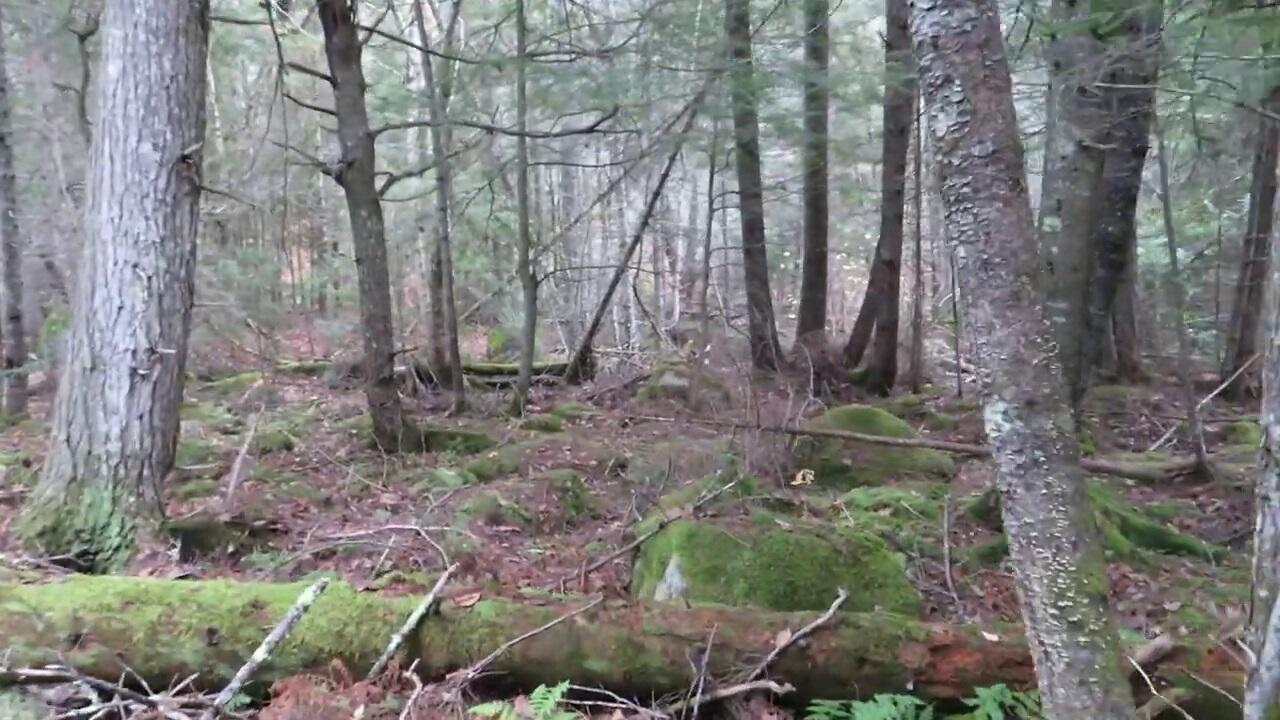 0 Clark Road Prospect, ME 04981 - Photo 14 of 15 Woods 1