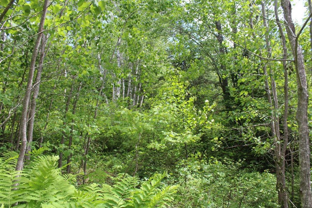 Lot 2 Tideway Lane Lubec, ME 04652 - Photo 10 of 18 wooded lot