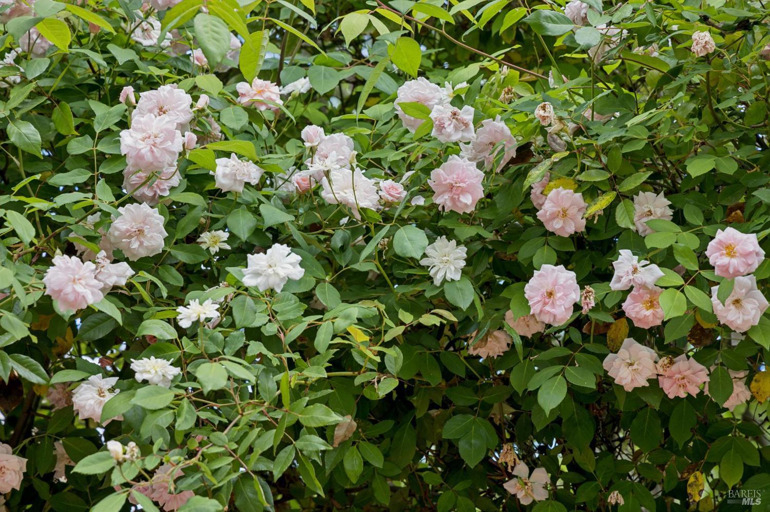 23 Corte Del Rey San Rafael, CA 94903 - Photo 31 of 47