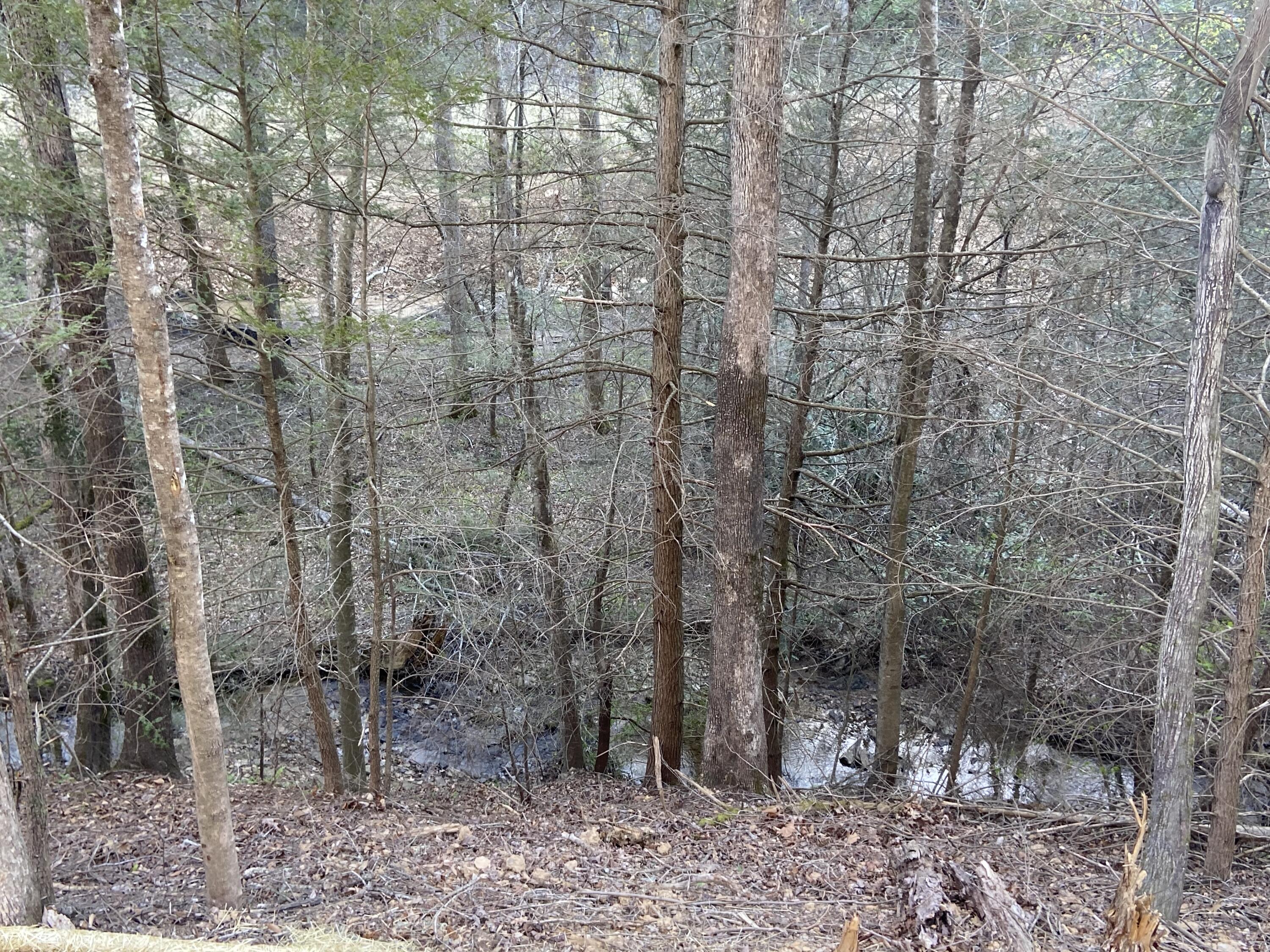 411 Cliffs Edge Road East Bernstadt, KY 40729 - Photo 9 of 23 IMG_4939