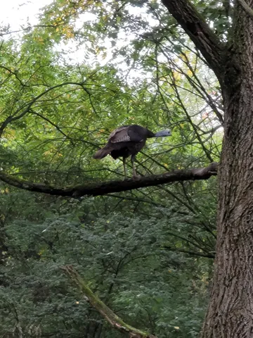 $99,900 | Lt 9 Cardinal Crest Lane, New Glarus, WI 53574