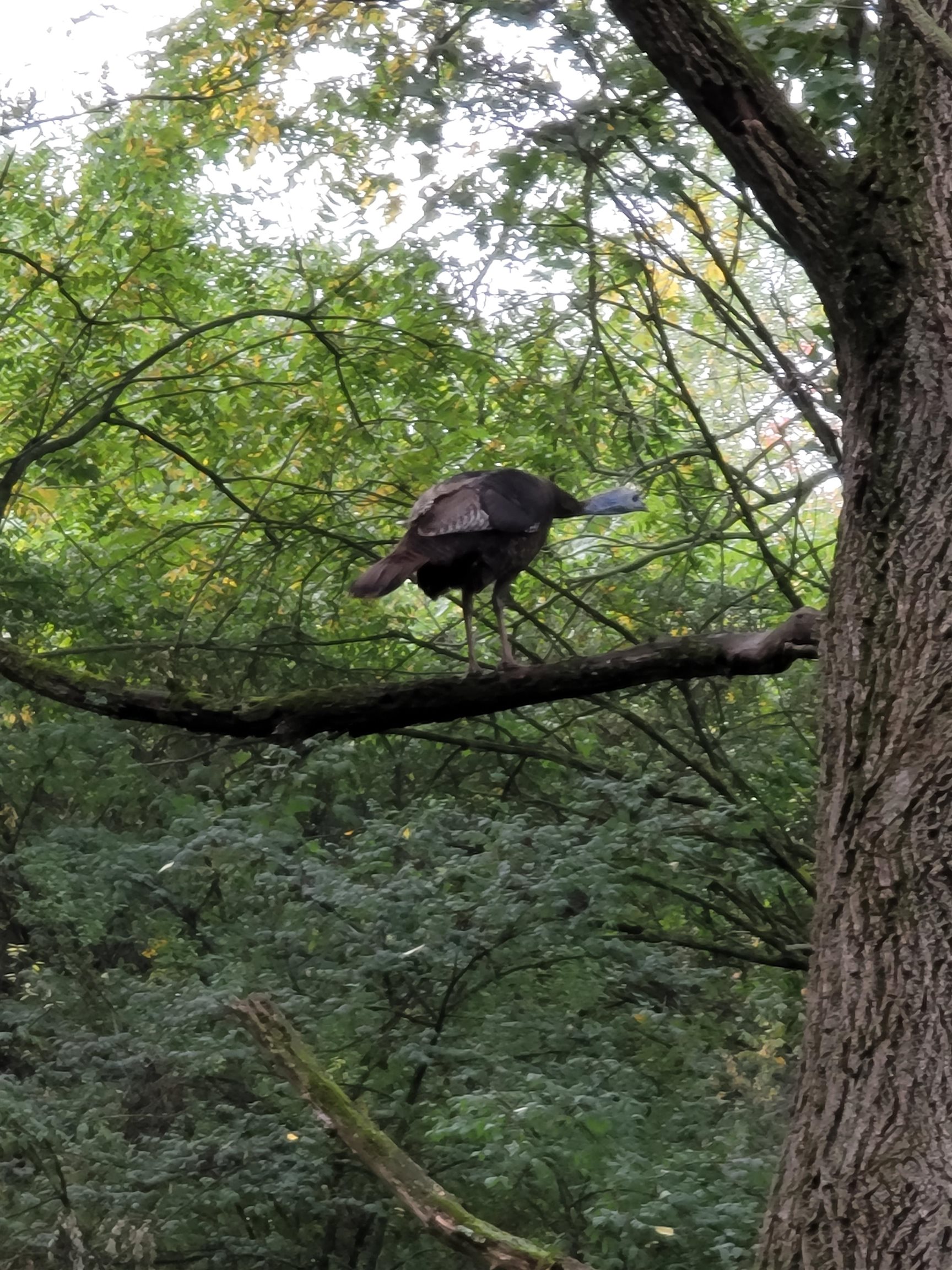 9 Cardinal Crest Lane New Glarus, WI 53574 - Photo 39 of 64