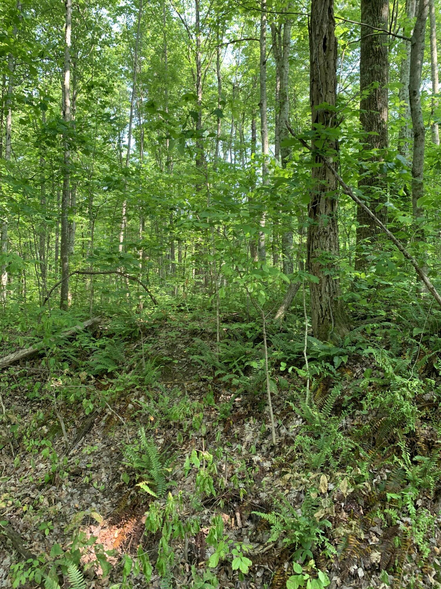 0 Pea Ridge Road Wallingford, KY 41093 - Photo 9 of 15 IMG_5053