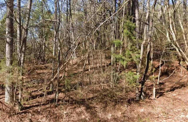 a view of a yard with a tree