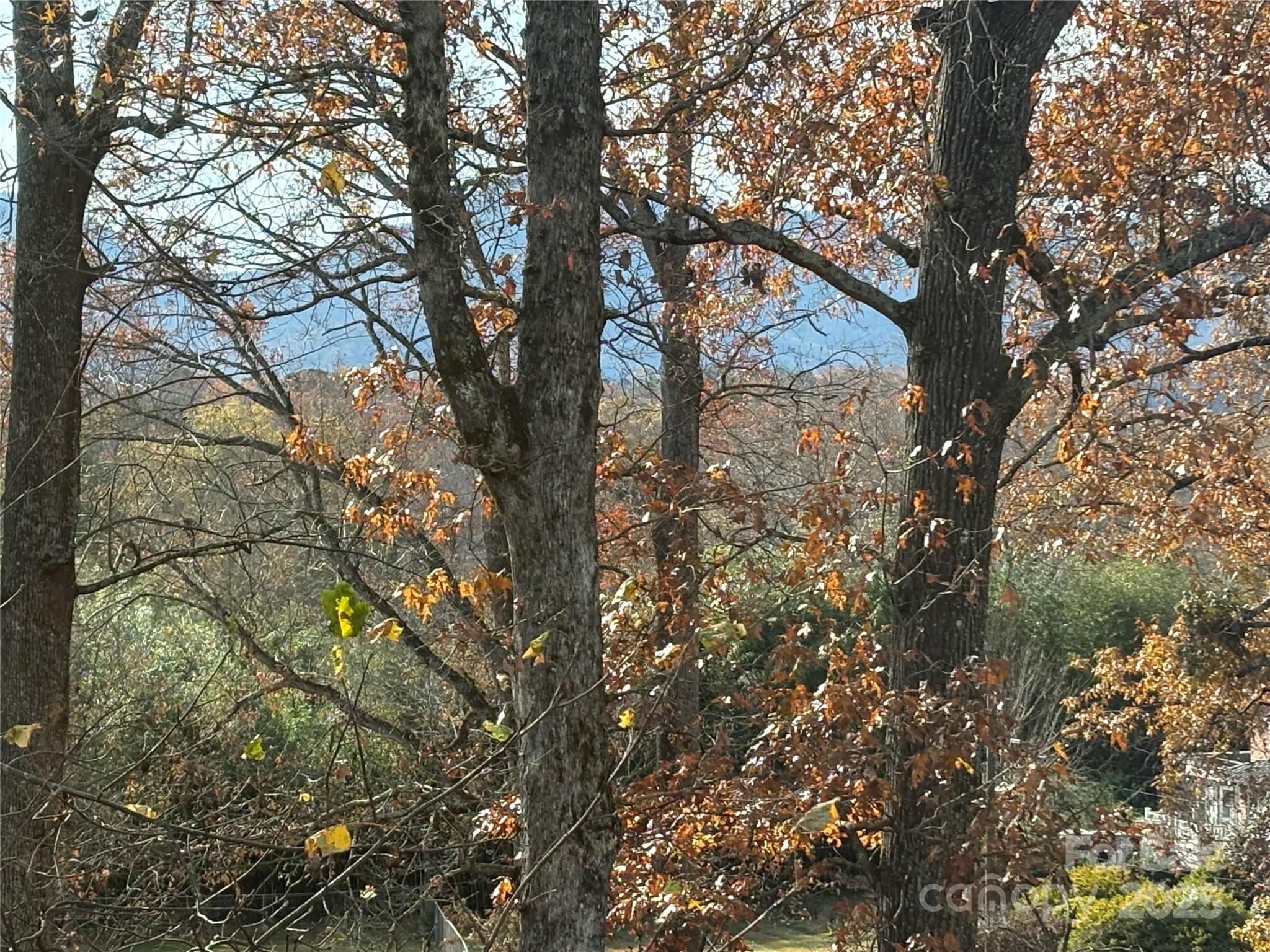 114 Broadway Tryon, NC 28782 - Photo 13 of 41 a view of tree