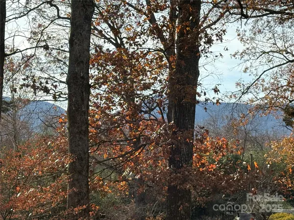a view of a tree in the middle of a yard