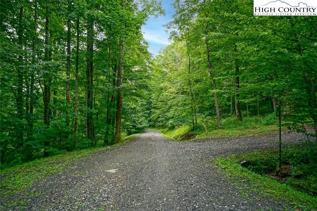 a view of a forest with a trees
