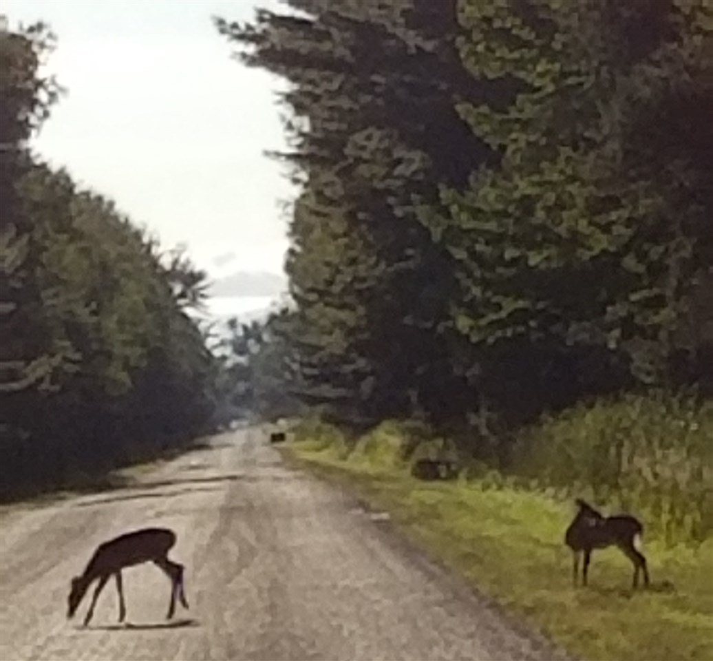 0 North Magruder Road Coleman, MI 48618 - Photo 3 of 5 1867396-2.JPG