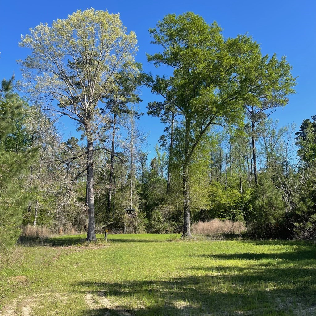 102 Bullock Road Tylertown, MS 39667 - Photo 6 of 6 Photo 6