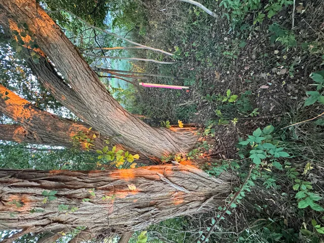 $40,000 | Coral Road, Coral, MI 49322