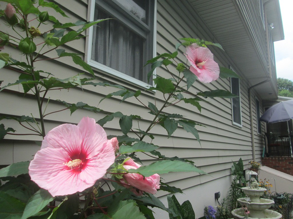 3 Emeline Road Weymouth, MA 02189 - Photo 28 of 29 Gallery Image 28