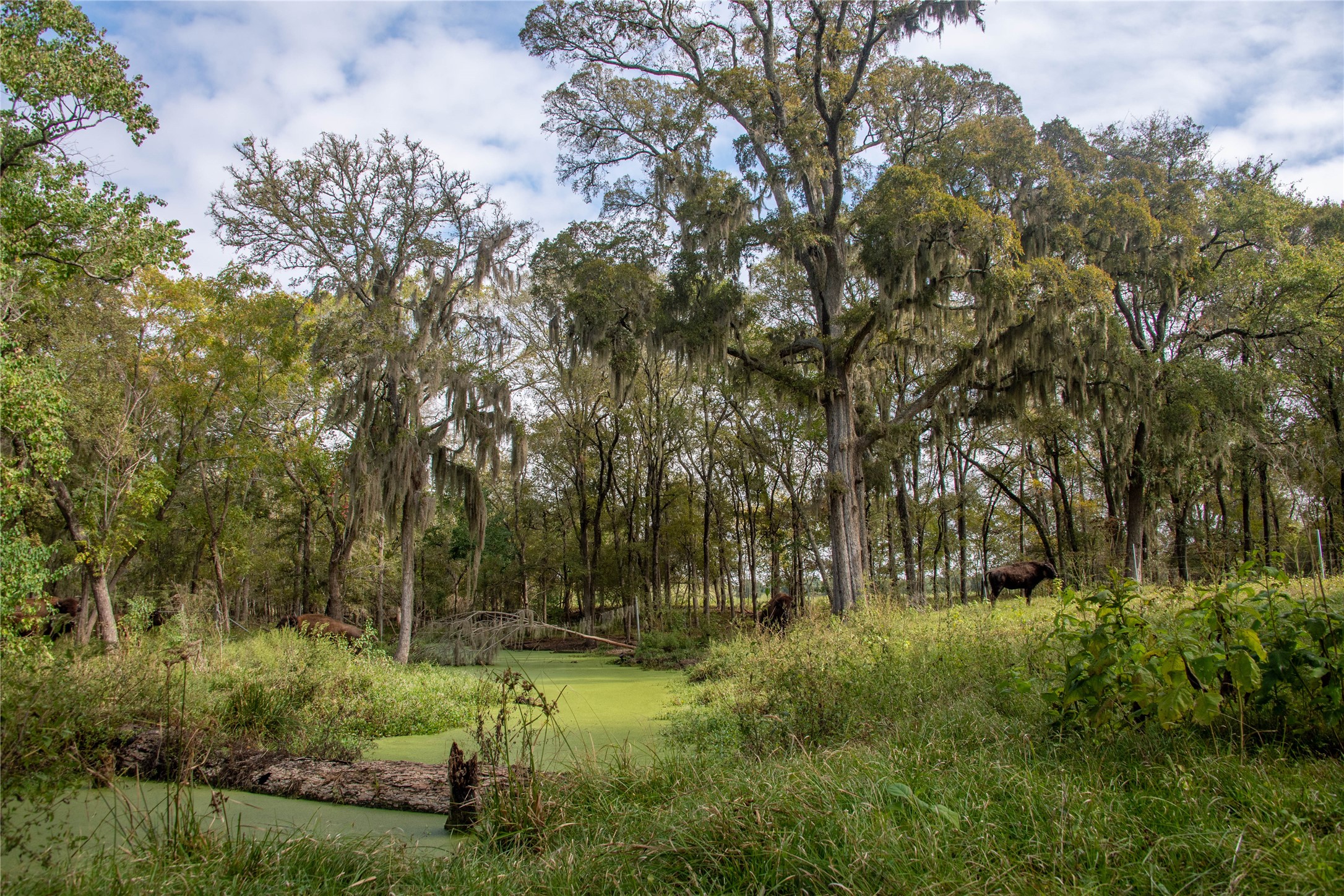 21729 Farm To Market 1887 Hempstead, TX 77445 - Photo 45 of 49 One of the flowing CREEK bottoms located on the 1,230 +/- acre ranch.
