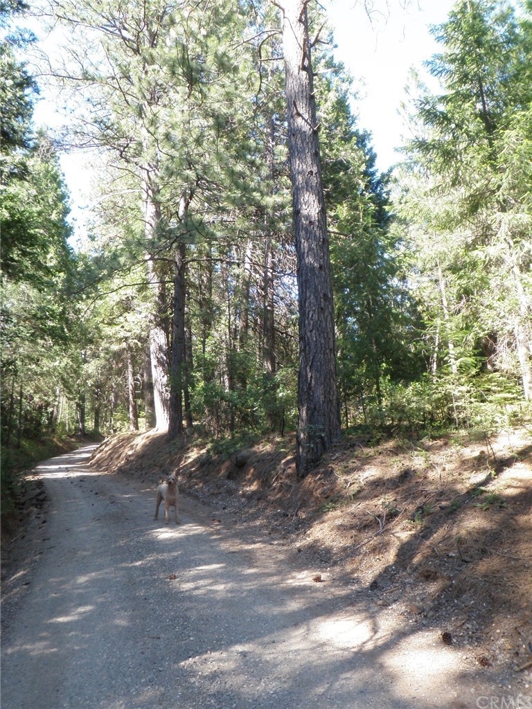 0 Wagon Road Forest Ranch, CA 95942 - Photo 1 of 1 Gallery Image 1