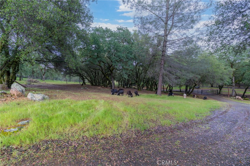 1768 Swedes Flat Road Bangor, CA 95914 - Photo 50 of 52