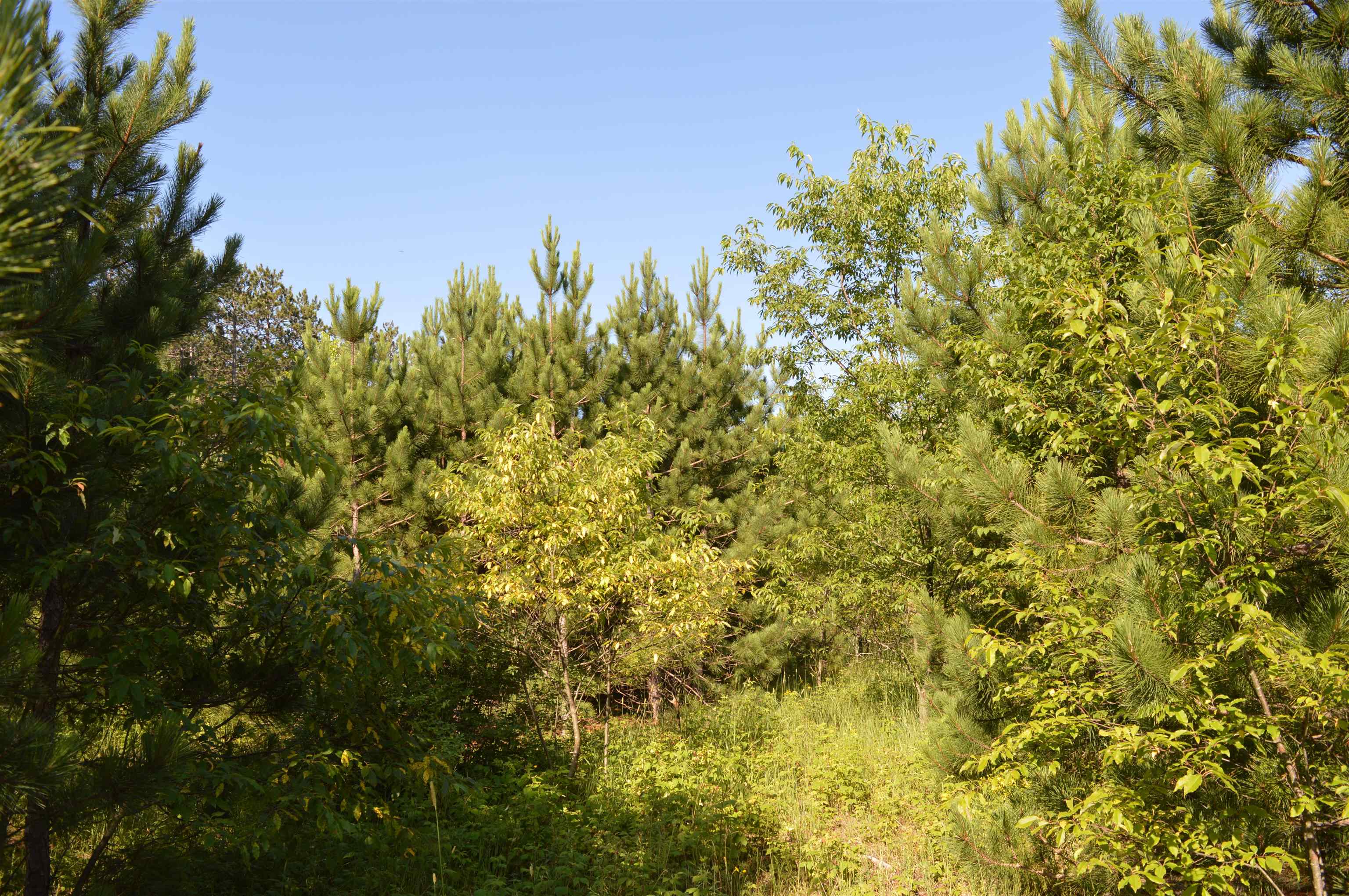 Northeast Holly Road, Unit LOT: A Kalkaska, MI 49646 - Photo 16 of 27