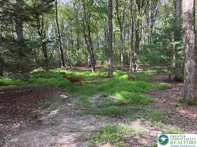 250 Bird Lane Kunkletown, PA 18058 - Photo 40 of 40 a view of a forest with trees in the background
