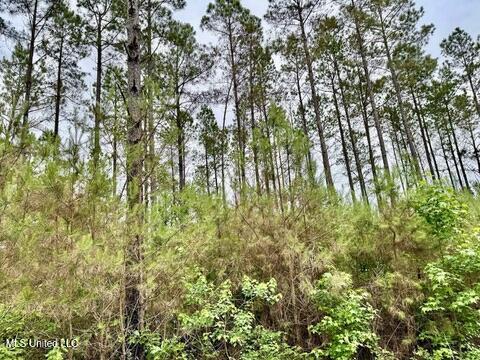 19 Mount Carmel Road Bailey, MS 39326 - Photo 11 of 26 81C712DD-46C3-4E11-AF5E-368C0BFC1DD0_4_5