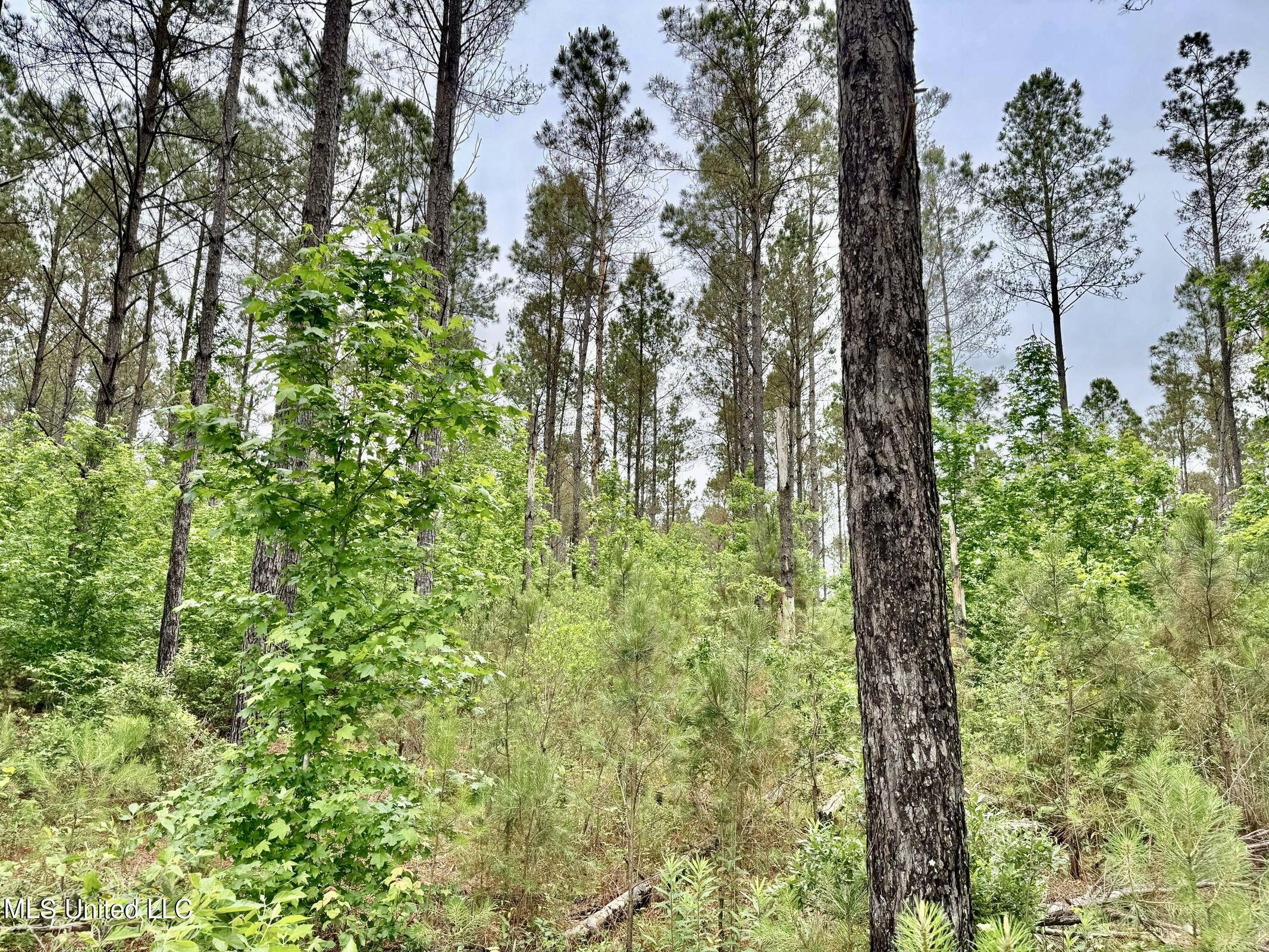 19 Mount Carmel Road Bailey, MS 39326 - Photo 14 of 26 0394E348-32B6-4806-AAB7-C455208B4728_1_2