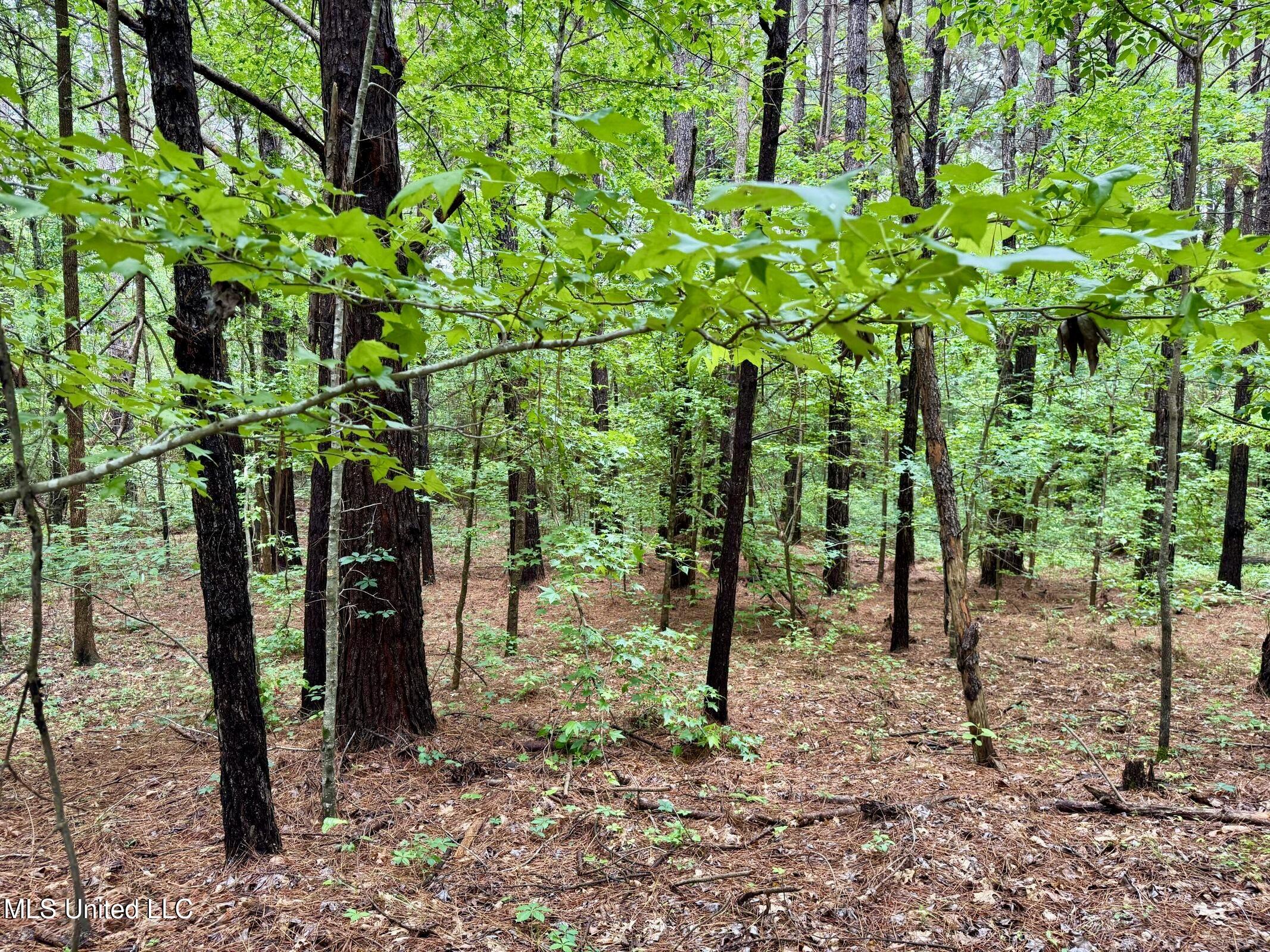 19 Mount Carmel Road Bailey, MS 39326 - Photo 15 of 26 76D88EA6-7B96-444B-9051-901A0327CEBA_1_2