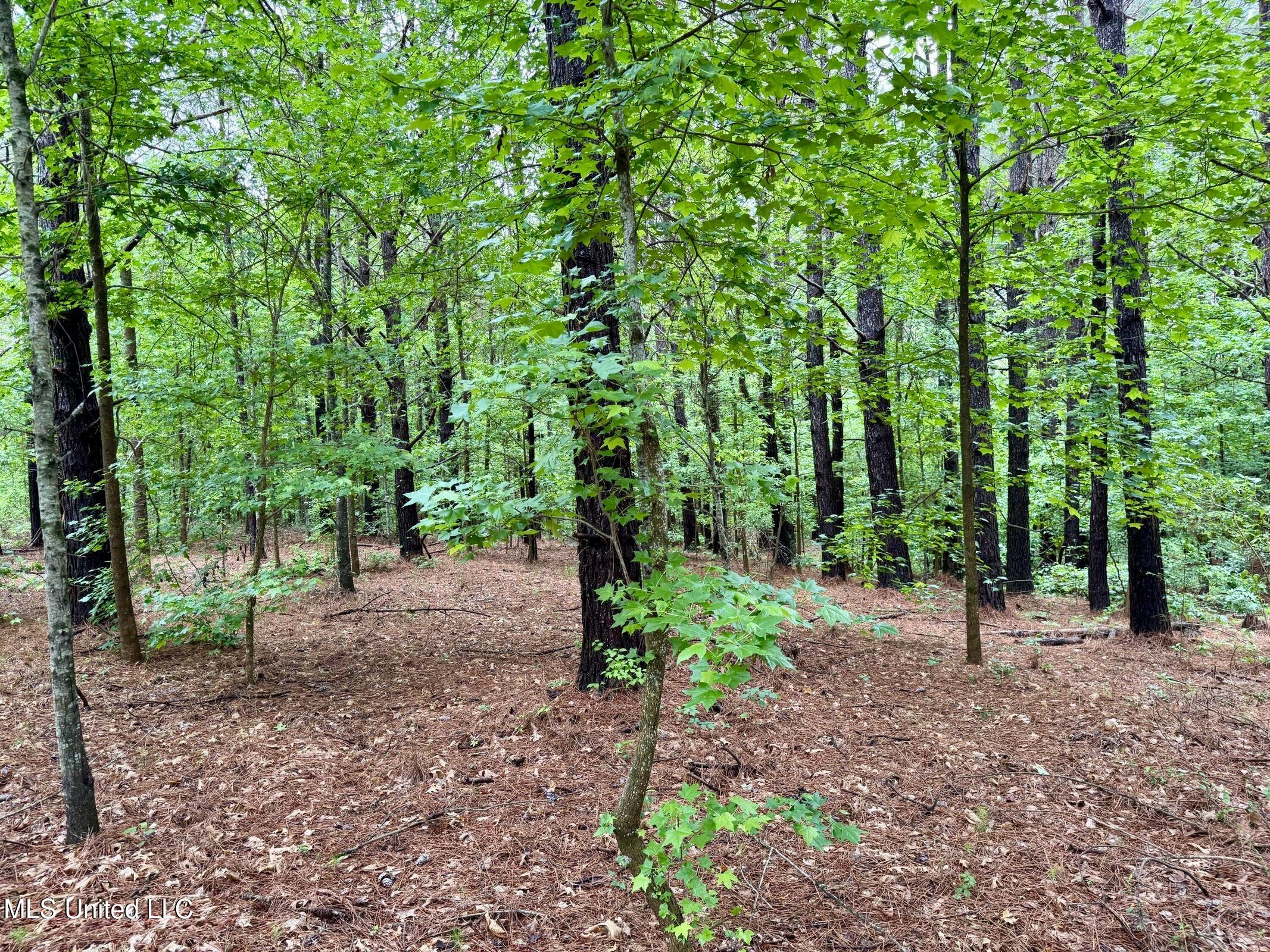 19 Mount Carmel Road Bailey, MS 39326 - Photo 22 of 26 53FDB371-499D-492E-A57D-57694ED922BC_1_2