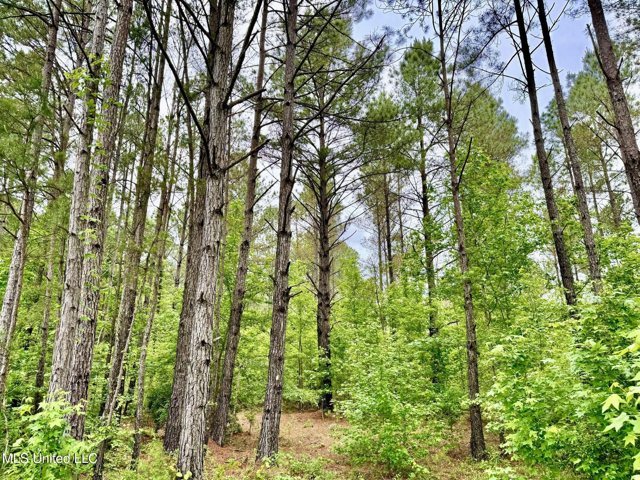 19 Mount Carmel Road Bailey, MS 39326 - Photo 25 of 26 A7D5E7DA-1483-4A7A-8B71-845A9770CB06_1_2