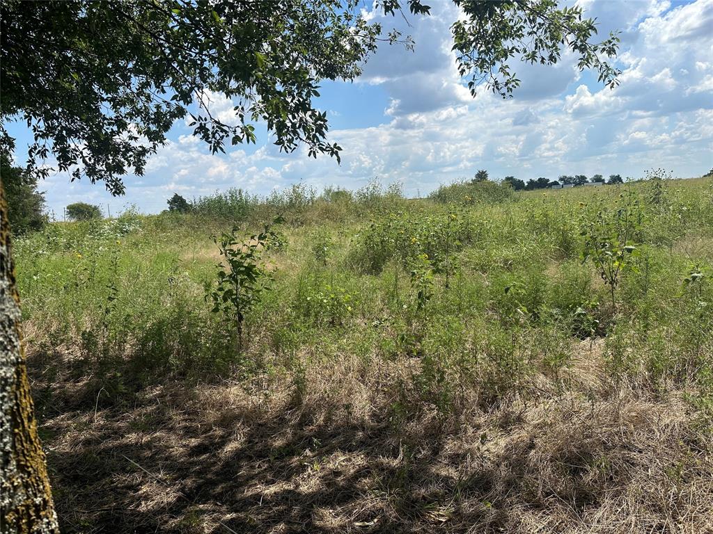 Lot 3 Rutledge Road Whitewright, TX 75491 - Photo 6 of 11 a view of a bunch of trees and bushes