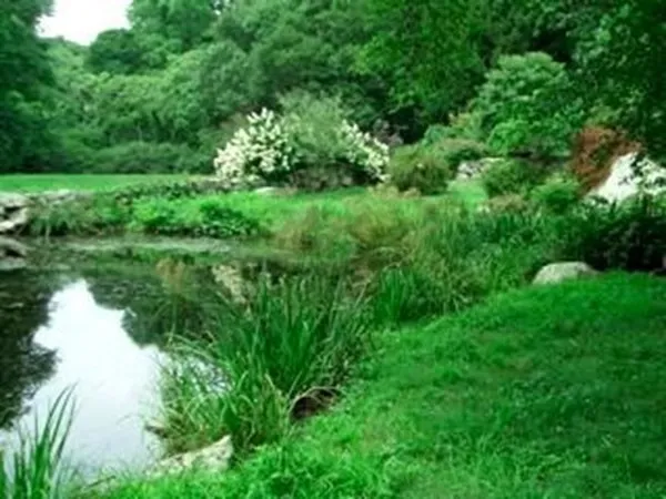 a view of a lush green forest with lots of trees