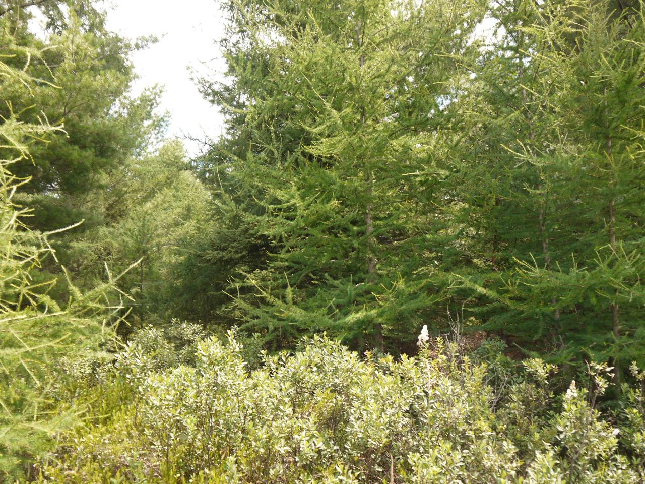 Near Oak Lane Eagle River, WI 54521 - Photo 20 of 28 Gallery Image 20