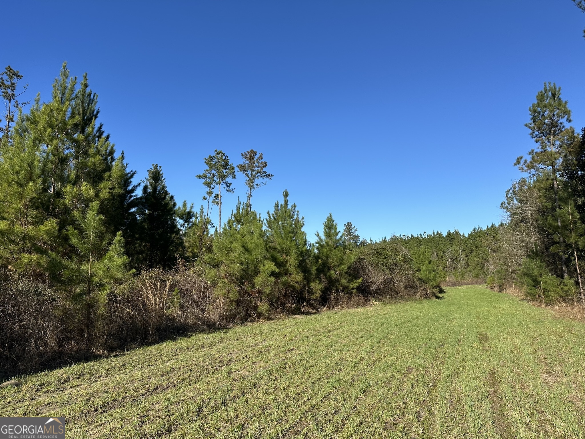12 Mt Zion Road Gordon, AL 36343 - Photo 4 of 9 a view of a yard