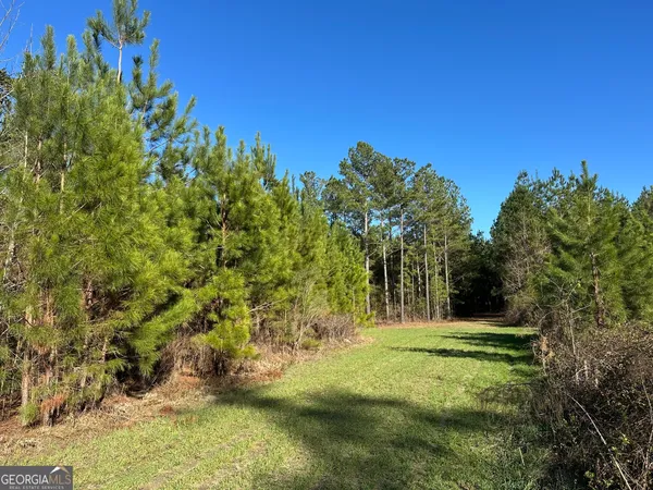 a view of a forest