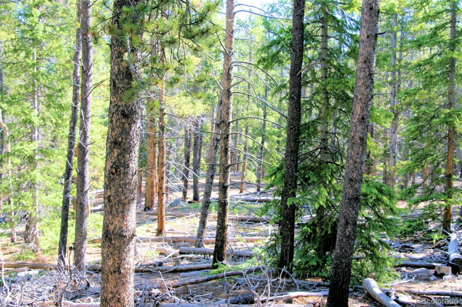 Kens Road Fairplay, CO 80440 - Photo 14 of 35 Gallery Image 14