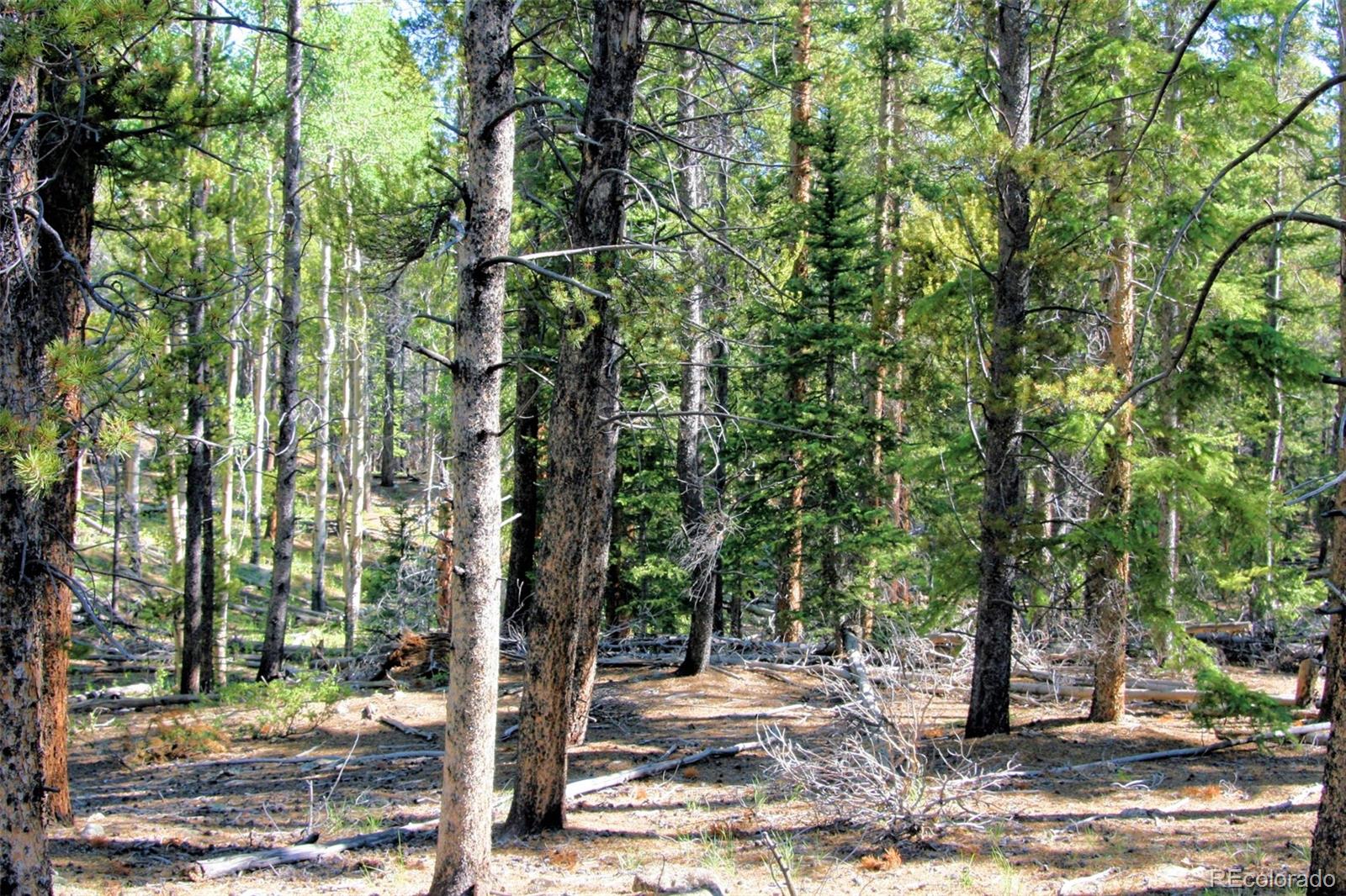 Kens Road Fairplay, CO 80440 - Photo 15 of 35 Gallery Image 15