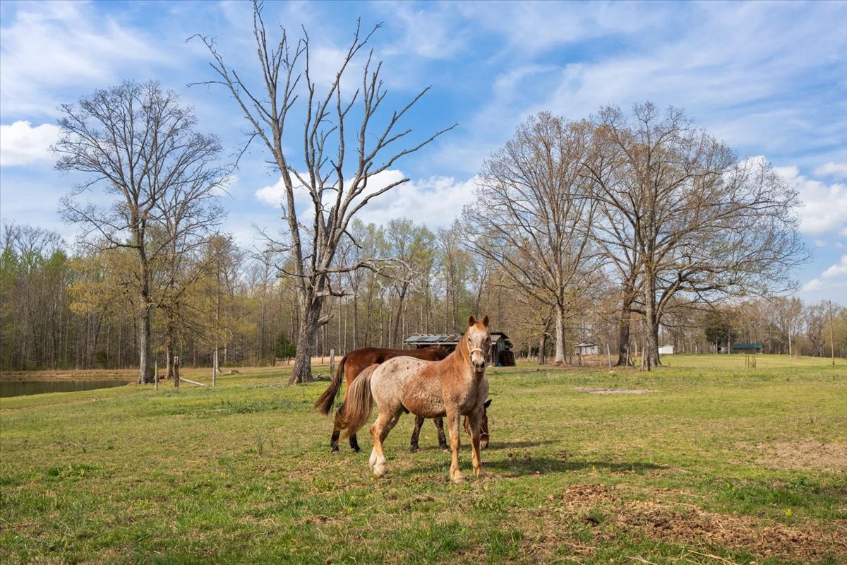 2038 Jack Saunders Road Waverly, TN 37185 - Photo 22 of 63